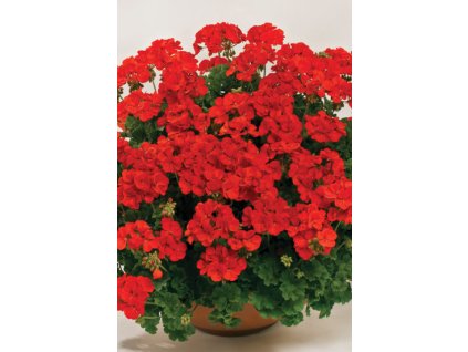 Pelargonium TWOinONE Scarlet 001 480x720