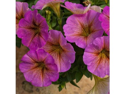 beautical sunray pink 3