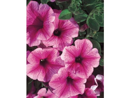 cd631ac0c6a19c06a355a13ff1bd87b5 petunias strawberries