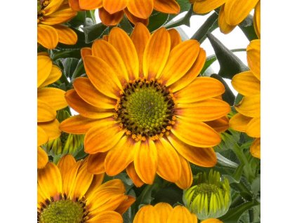 osteospermum hazel 3