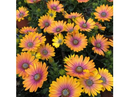 osteospermum SOLEO GLOW