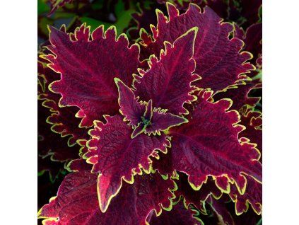 Coleus Sunfighter Compact Vulcan 