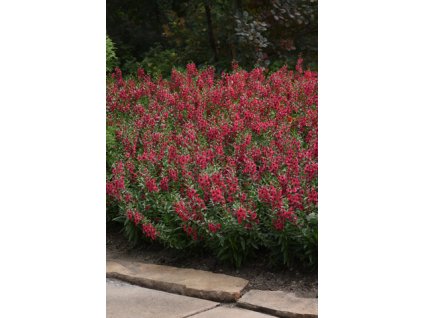 Angelonia Archangel Cherry Red
