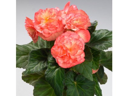 tumbnail e87446b8 e53d 4161 b099 4f89c1a93121