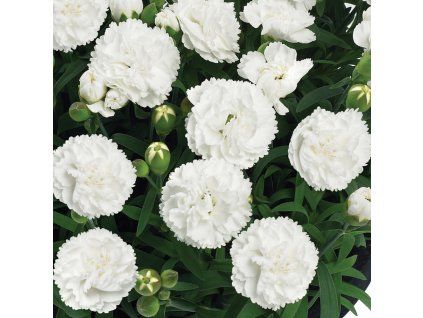 Dianthus Dinamic White 