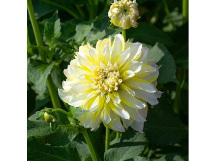 Dahlia Imagine Midi Lemon Ice SL1601