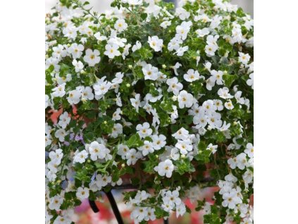 Bacopa Yakima Giga White
