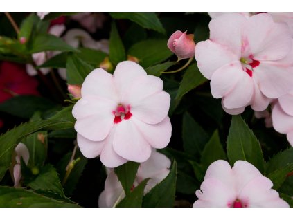 Impatiens New Guinea SunPatiens® Vigorous Sweetheart©Florensis 3