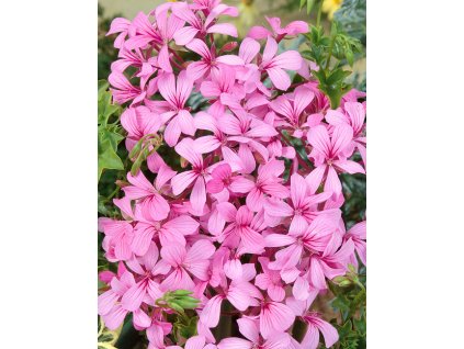 4348047 001 Jungpflanze Pelargonium VilleDeParis lila