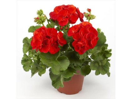 pelargonium victor2 4 2