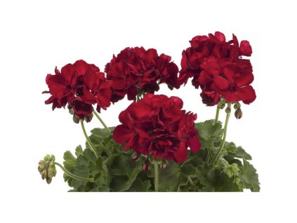 31cd1f70 dbe1 49c2 a4d7 e408bdad978e