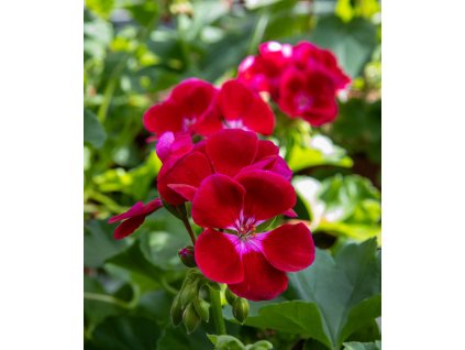 Pelargoni Flower Fairy Velvet