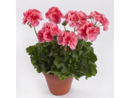 pelargonium twoinone peach 2