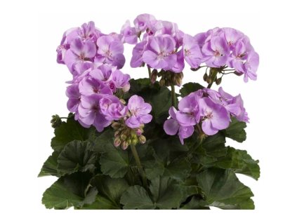 afe7275b 6bd3 4936 8290 dd6ab237e64e