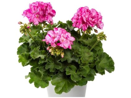 efb75426 44c6 4cba 8032 54ab0f6a0ac1