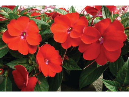 Impatiens New Guinea SunPatiens® Compact Red©Florensis 3