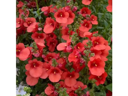 ba48b95023728e63bb1ca775e4b2eefc