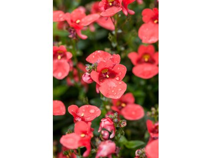 14007548 Diascia barberae Juliet Orange