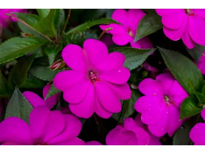 Impatiens New Guinea SunPatiens® Compact Lilac©Florensis 2