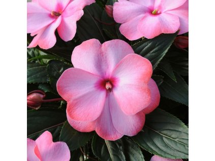 Impatiens-Netýkavka New Guinea Clockwork DL Appleblossom