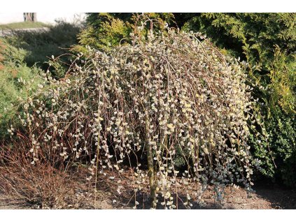 shutterstock 1377446579