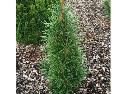 dazdnikovec praslenovity 01