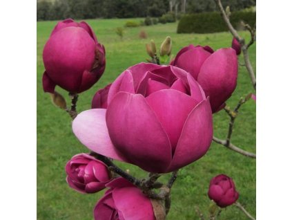 Magnólia Black Tulip