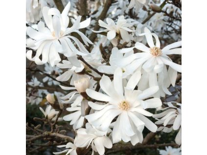 0FAC0DC9CB5439E4D11ABC12E08829EE