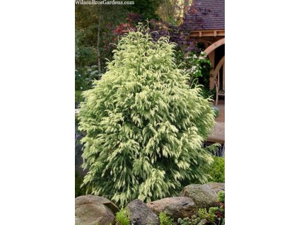cryptomeria japonica sekkan sugi golden japanese cedar 11