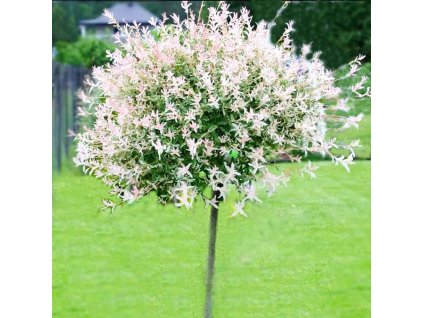 Vŕba Hakuro Nishiki