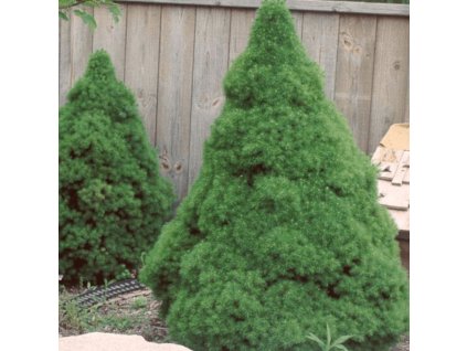 picea glauca conica cr 1300x1300