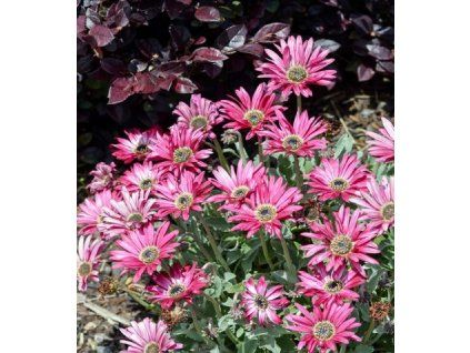 Muehlenbeckia Complexa Maori