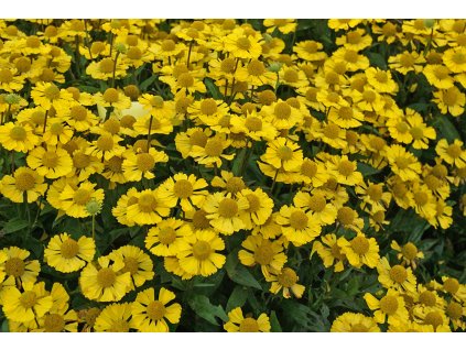 Helenium Sombrero HELSOM PLN 1 B