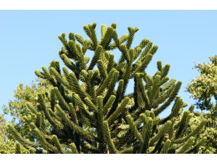 Araucaria araucana monkey puzzle tree monkey tail tree chilenische Araukarie 03 (1)