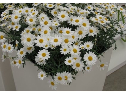 0321525 50 p argyranthemum frutescens day zee white 12 cm.6899c069da029