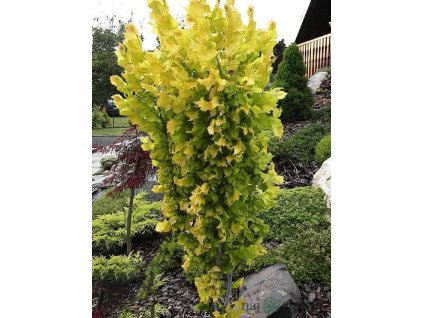 brest holandsky wredei na kmienku 130 150 cm v crepniku ulmus hollandica wredei b 48bbc56b7fcd72ef