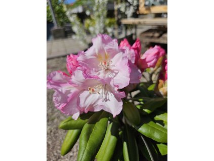 Rododendrón Koichiro Wada Decora