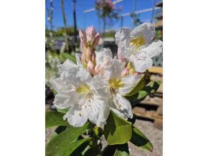 Rododendrón Cunningham's Snow White