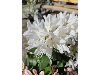 Rododendrón Cunningham's White