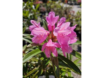 Rododendrón ponticum Graziella