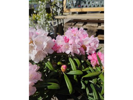 Rododendrón Makiyak