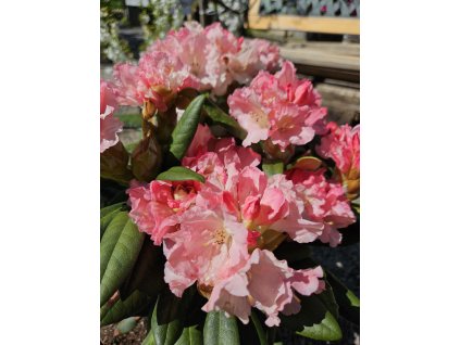 Rododendrón Loreley