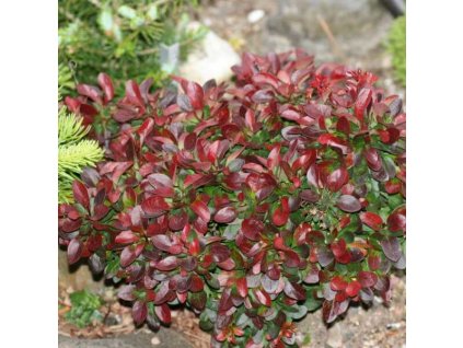 berbreris thunbergov bagatelle 01