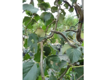 betula pendula spider alley