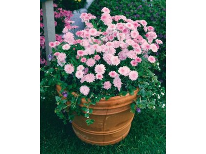 argyrantehemum doublepink 1