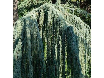 blauwe treurceder cedrus libani glauca pendula