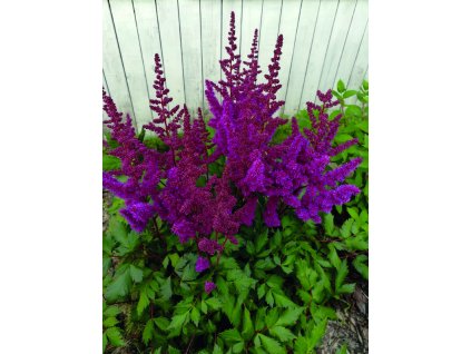 Astilbe Vision in Red 320113 scaled