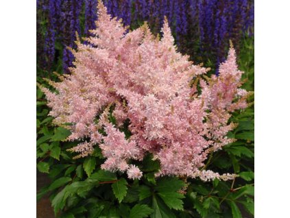 7b595a6182b8182a9c331fb46415c19e