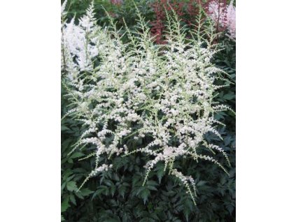 astilbe simplicifolia darwins snow sprite