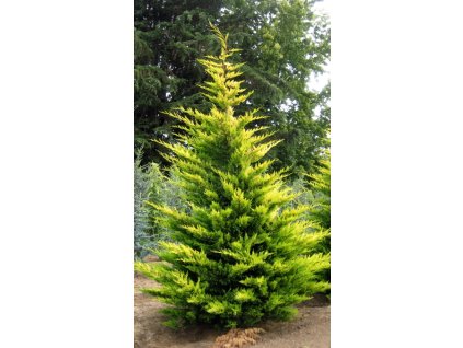 3971 1137 vyr 272cupressocyparis leylandii gold rider 1